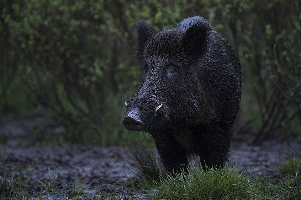 Wild Boar